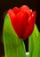 Illustration â€“ closeup composition of blooming Botanic Tulip
