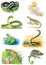 Illustrations of animals. Viper, boa, snake, lizard, frog, anaconda, newt, chameleon.