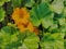 Illustrations. Cross-stitch. Bright pumpkin flowers on green background from leaves