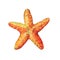 Illustrations of starfish. Marine design.