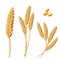 Illustrations of wheat sprouts, grains, wheat bundles.