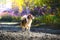 Illustrative photo of a dog on a background of flowers