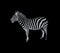 Illustrative zebra against black background