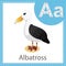 Illustrator of Albatross bird for education and kid