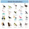 Illustrator of Bird Vocabulary