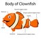 Illustrator body of clown fish