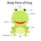 Illustrator of body parts of frog