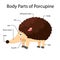 Illustrator of body parts of Sheep