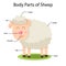 Illustrator of body parts of Sheep