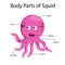Illustrator of body parts of squid