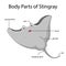 Illustrator of body parts of stingray