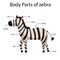 Illustrator of body parts of zebra