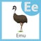 Illustrator of Emu bird for education and kid