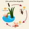 Illustrator of Life cycle of the dragonfly