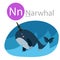 Illustrator of N for narwhal animal