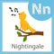 Illustrator of Nightingale bird for education and kid