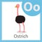 Illustrator of Ostrich bird for education and kid