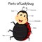Illustrator Parts of Ladybug