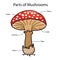 Illustrator parts of mushrooms