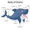 Illustrator Parts of Sharks