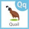 Illustrator of Quail bird for education and kid