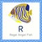 Illustrator of R for Regal Angel Fish animal