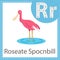 Illustrator of Roseate Spocnbill bird for education and kid