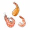 Illustrator of shrimp in shell, without shell and fried vector isolated