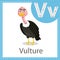 Illustrator of Vulture bird for education