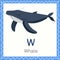 Illustrator of W for whale animal
