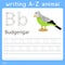 Illustrator of writing a-z animal b budgerigar