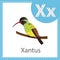 Illustrator of Xantus bird education