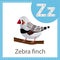 Illustrator of Zebra finch bird for education and kid