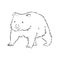 Illustratuin with wombat sketch isolated on white background, wombat, vector sketch illustration