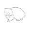Illustratuin with wombat sketch isolated on white background, wombat, vector sketch illustration