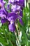 Illyrian iris