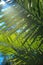 Iluminated palm leaves with sun beams against blue sky. Sun throw palm leaf.