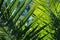 Iluminated palm leaves with sun beams against blue sky. Sun throw palm leaf. Spring summer tropic vacantion background.