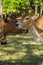 Image of 2 cows close up on the heads