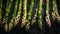 Image from above of fresh green asparagus with water drops . AI Generative