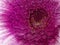 Image abstract flower gerbera pink. 3D illustration