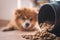 An image of adorable brown dog is looking to a pile of dog food pellet