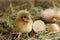 Image of adorable hatched chick, close-up