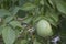 Image of aegle marmelos correa fruit on the tree.