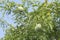 Image of aegle marmelos correa fruit on the tree.