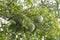 Image of aegle marmelos correa fruit on the tree.