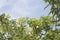 Image of aegle marmelos correa fruit on the tree.