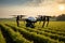 Image Aerial view drone flying over agricultural fields, analyzing during sunrise