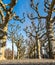Image along an avenue with deciduous plane trees
