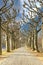 Image along an avenue with deciduous plane trees